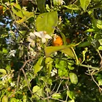 Dom wakacyjny Orange Grove Silves