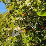 Dom wakacyjny Orange Grove