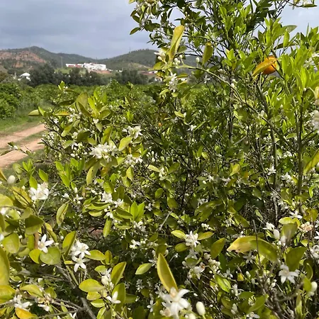 Orange Grove בית נופש