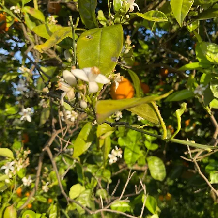 בית נופש Orange Grove סילבס