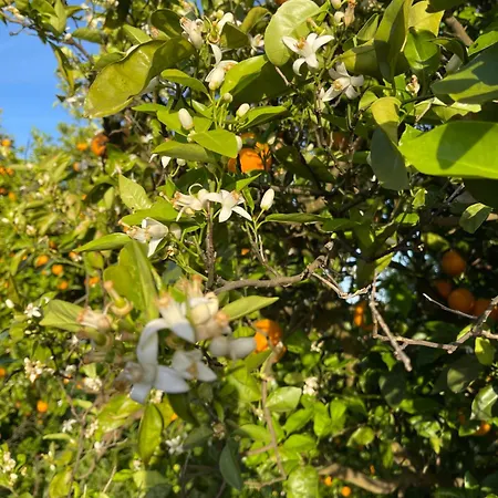 בית נופש Orange Grove