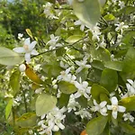 Orange Grove * Silves