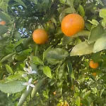 Orange Grove Nyaraló