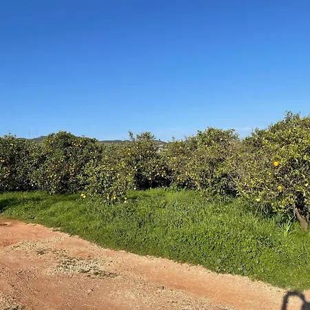 Orange Grove Holiday home Silves