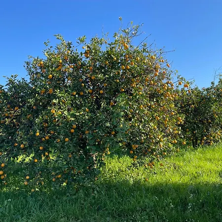 Orange Grove Silves