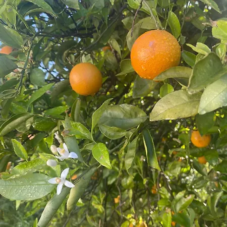 Orange Grove Holiday home