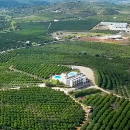 Orange Grove * Silves