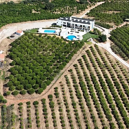 Orange Grove