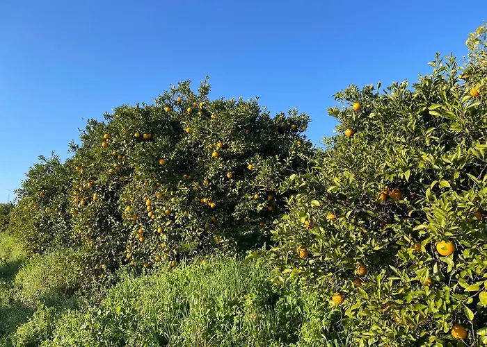 Orange Grove Dom wakacyjny *