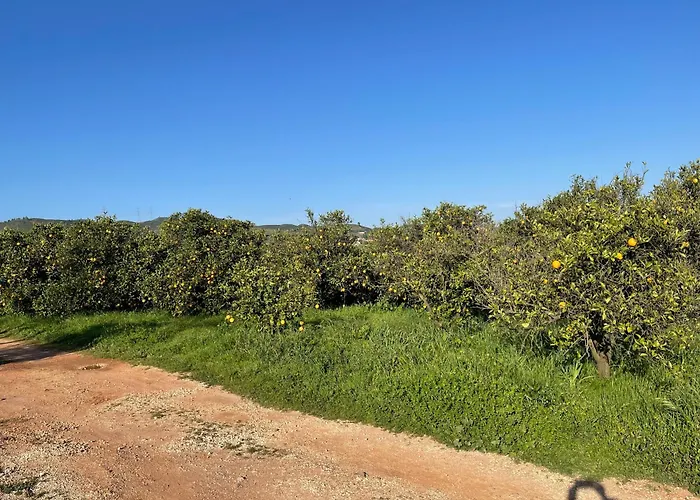 Orange Grove Dom wakacyjny Silves
