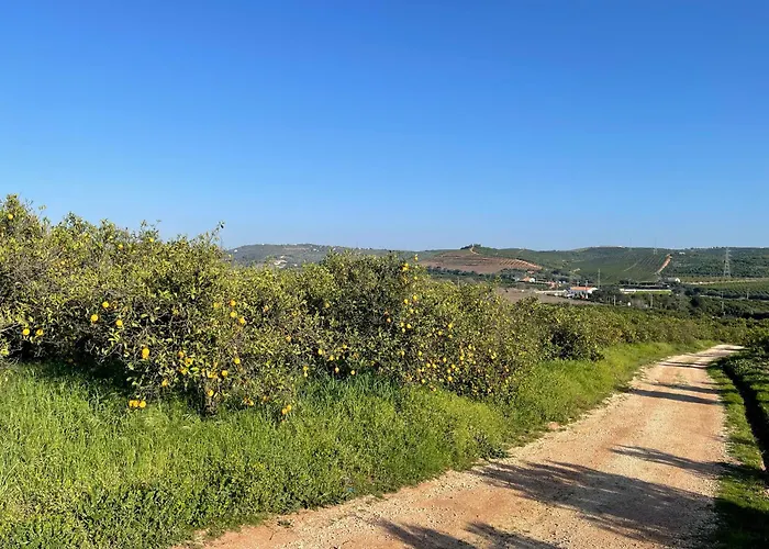 Orange Grove Dom wakacyjny *