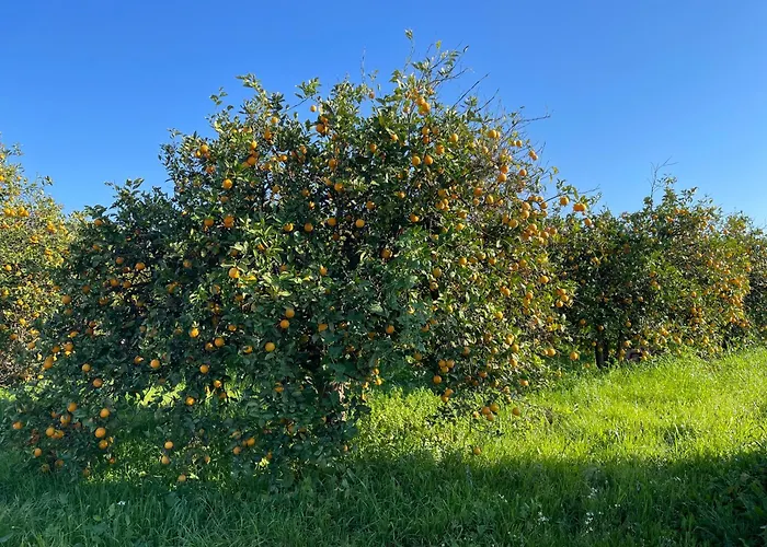 Orange Grove Silves