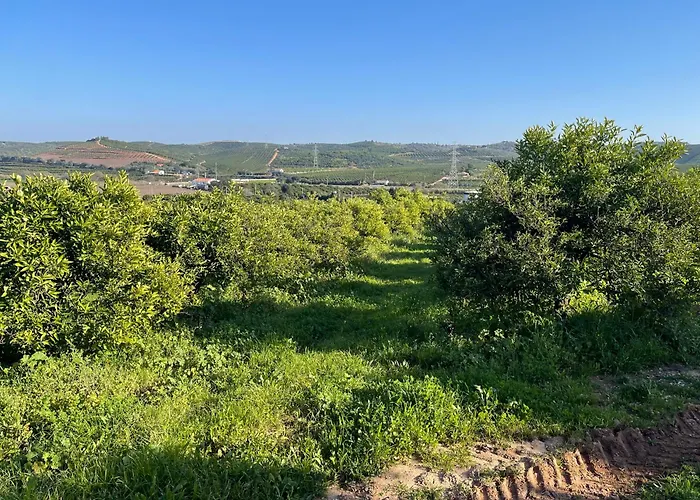 Dom wakacyjny Orange Grove *