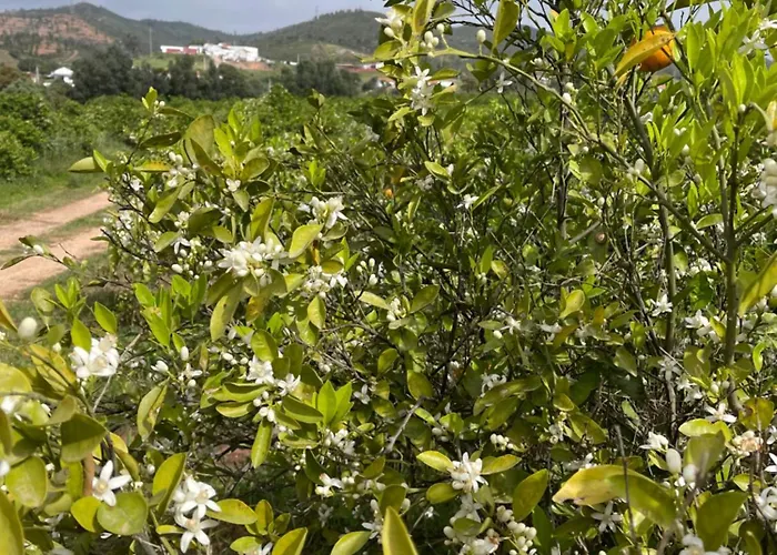 Orange Grove Dom wakacyjny