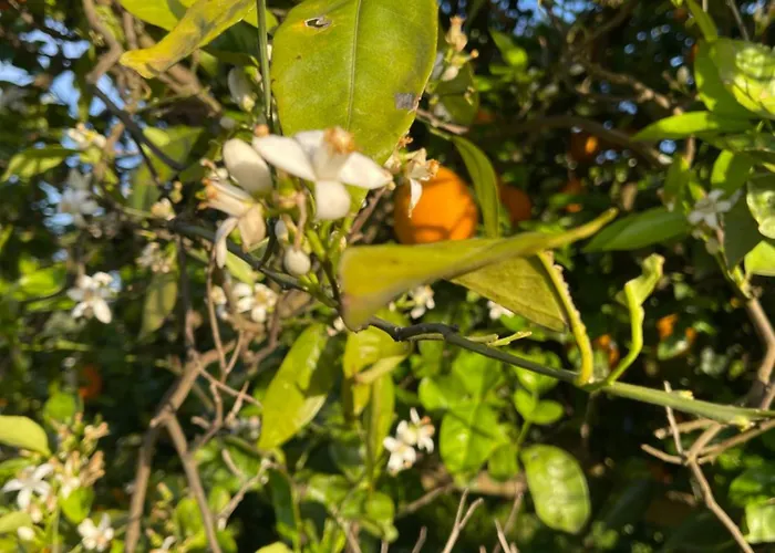 Dom wakacyjny Orange Grove Silves