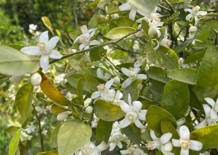 Orange Grove * Silves