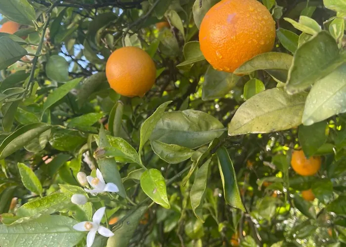 Orange Grove Dom wakacyjny