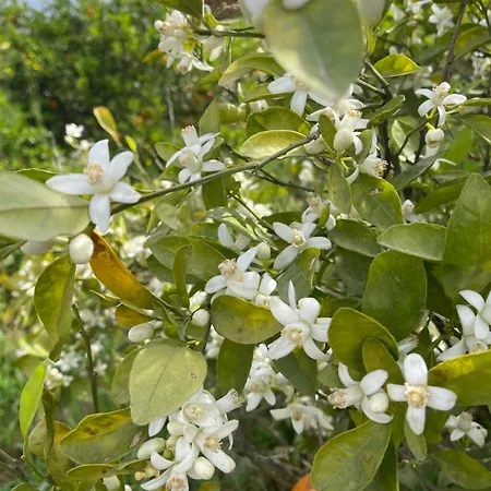 Orange Grove * Silves